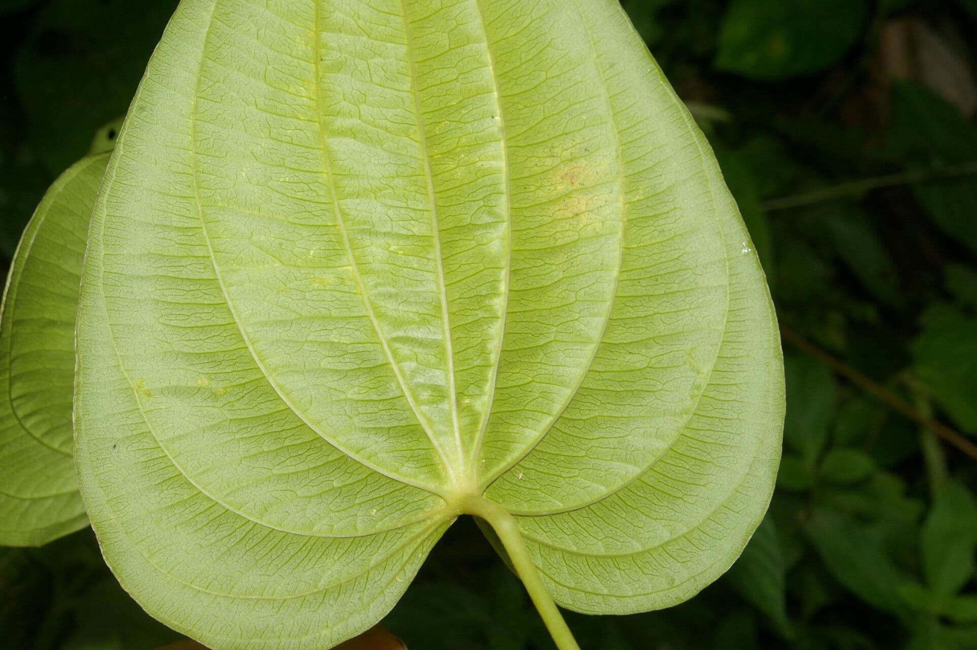 Dioscorea di Standley 7