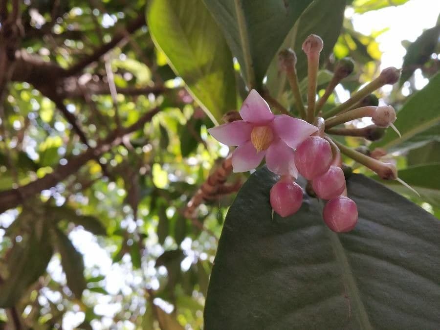 Ardisia