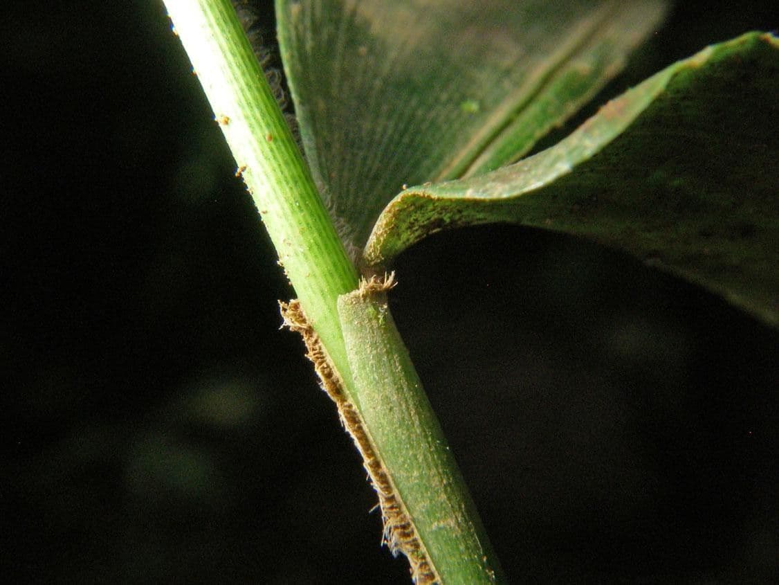 Ocellochloa stolonifera 7