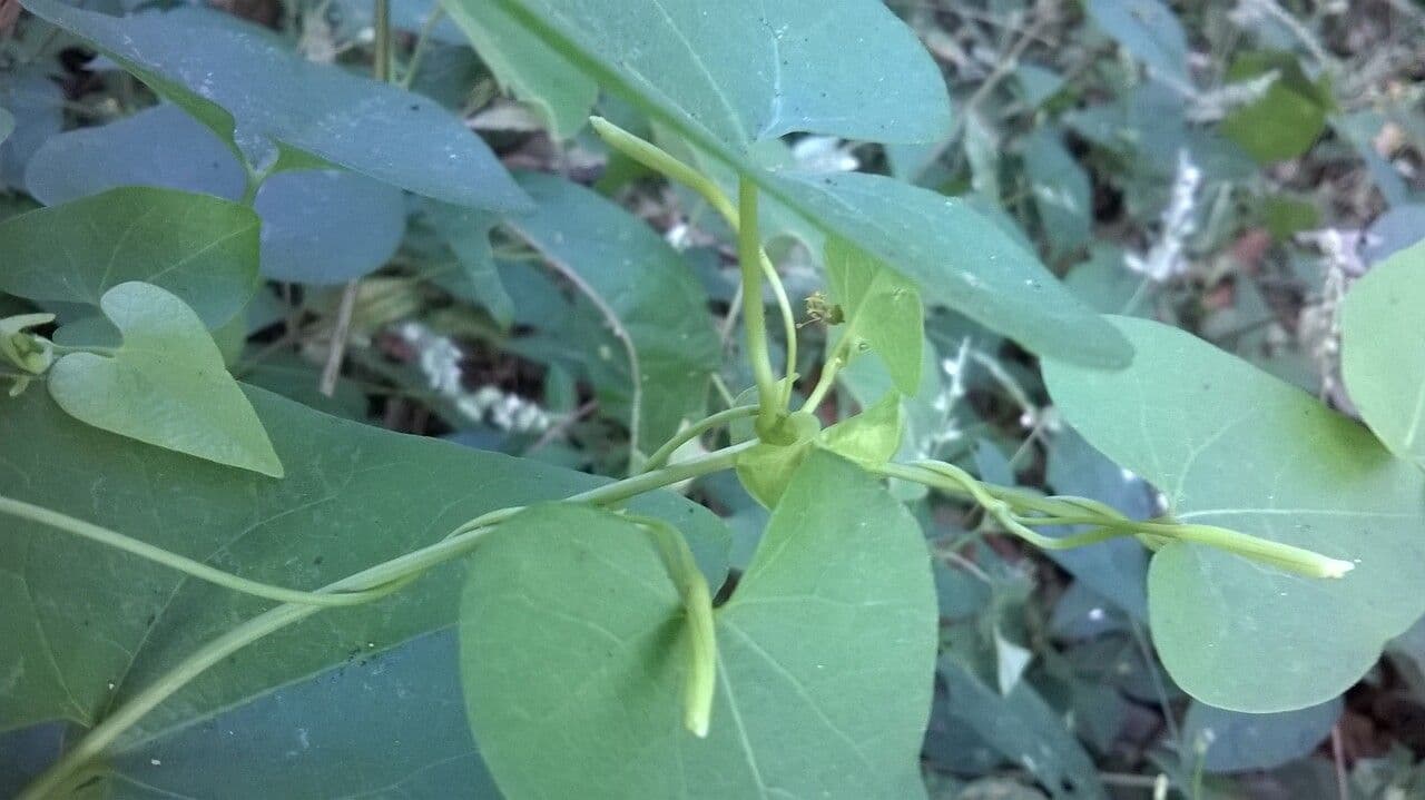 Aristolochia 8