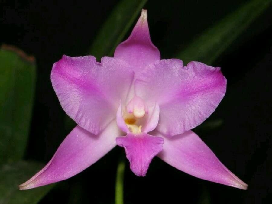 Laelia