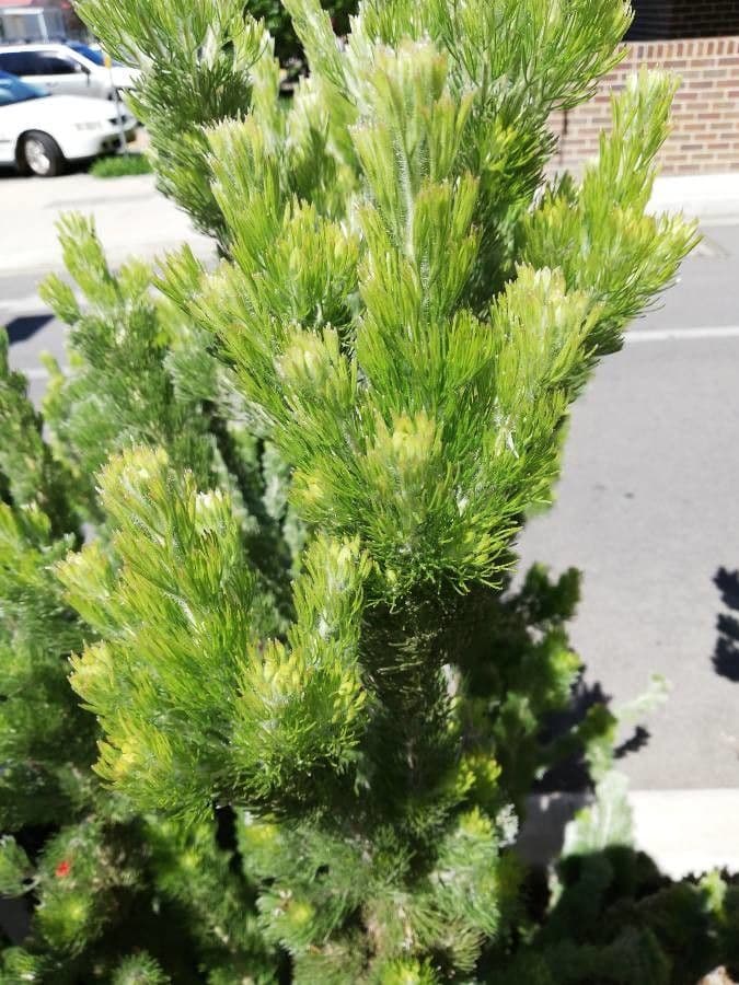 Adenanthos 14
