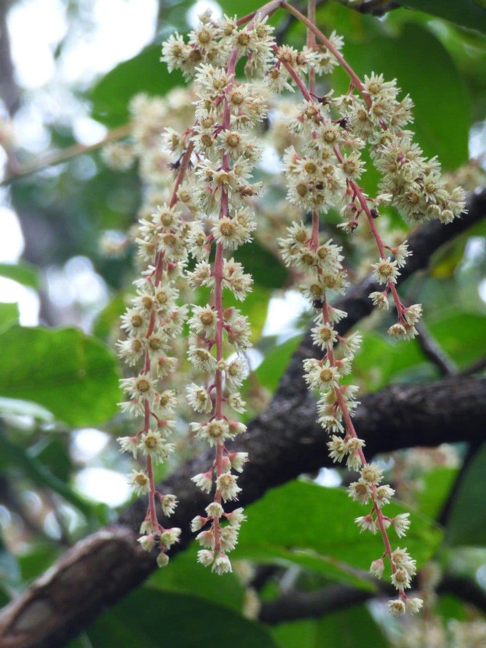 Homalium 2