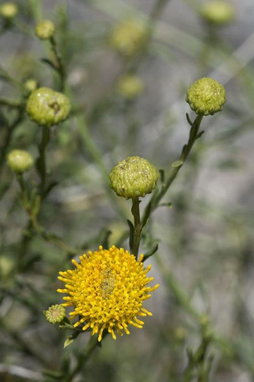 Gelber Aster 4