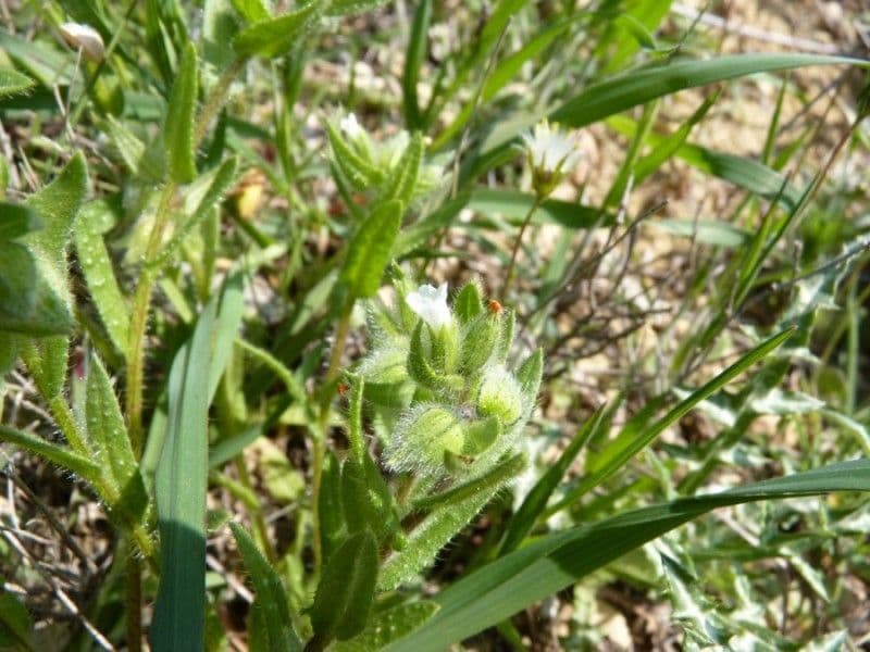 Nonea 13
