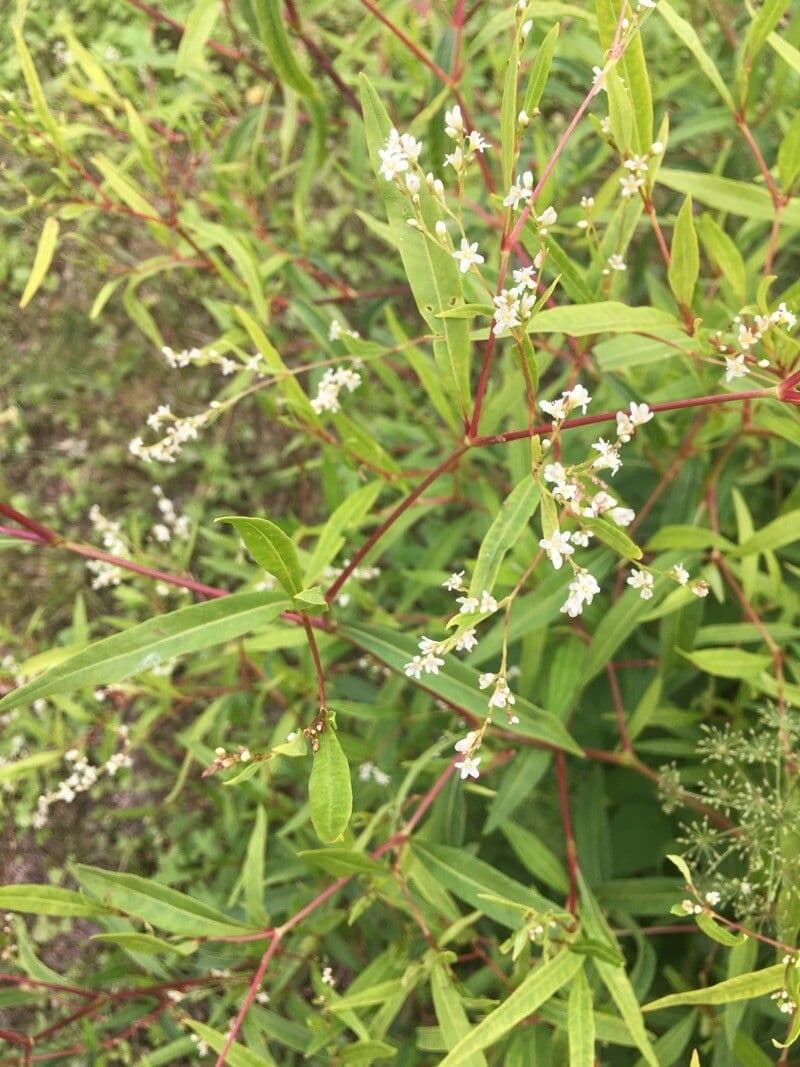 Polygonum divaricato