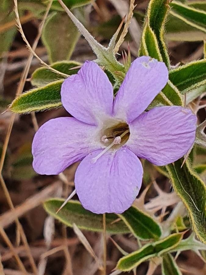 Barleria 4