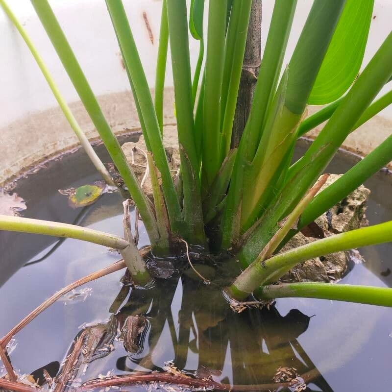 Pontederia 24