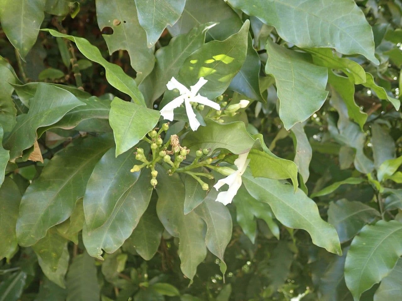 Tabernaemontana 20