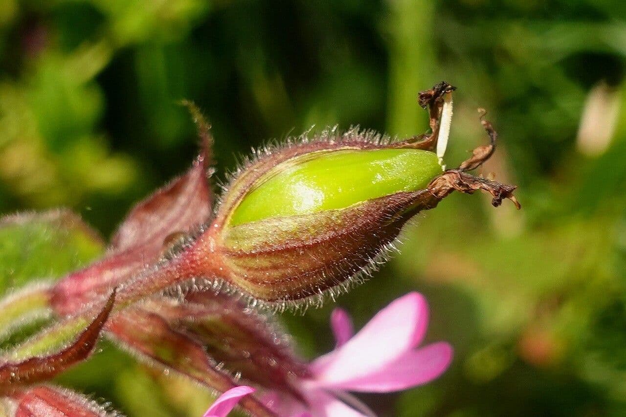Silene dioica 4
