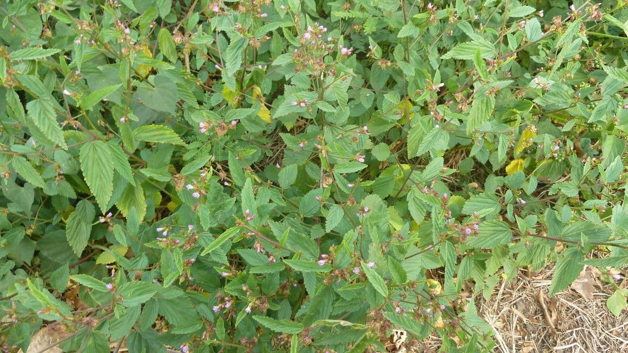 Pyramidenblume 15