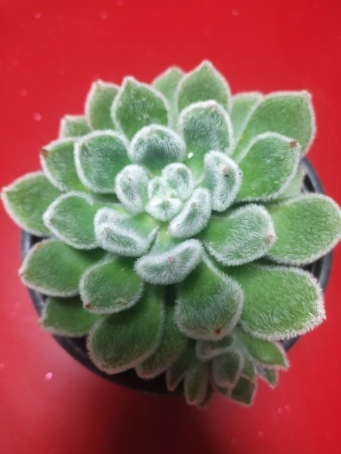 Echeveria 16