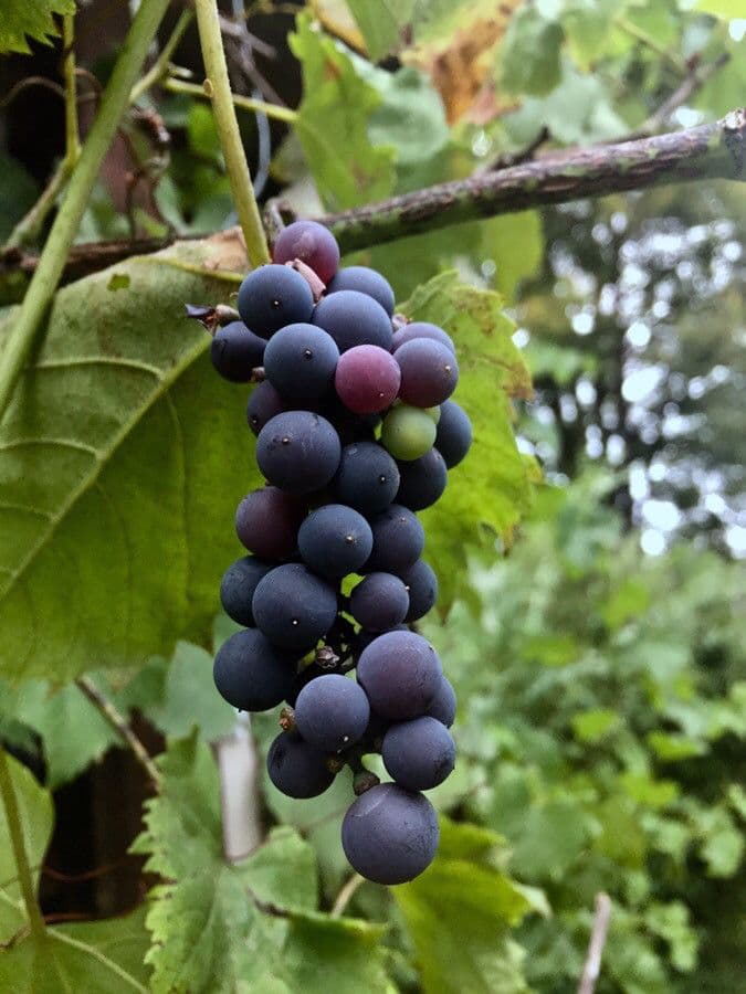 Vinič 2
