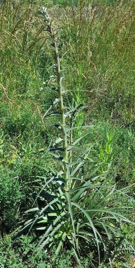 Panicaut paniculé 8