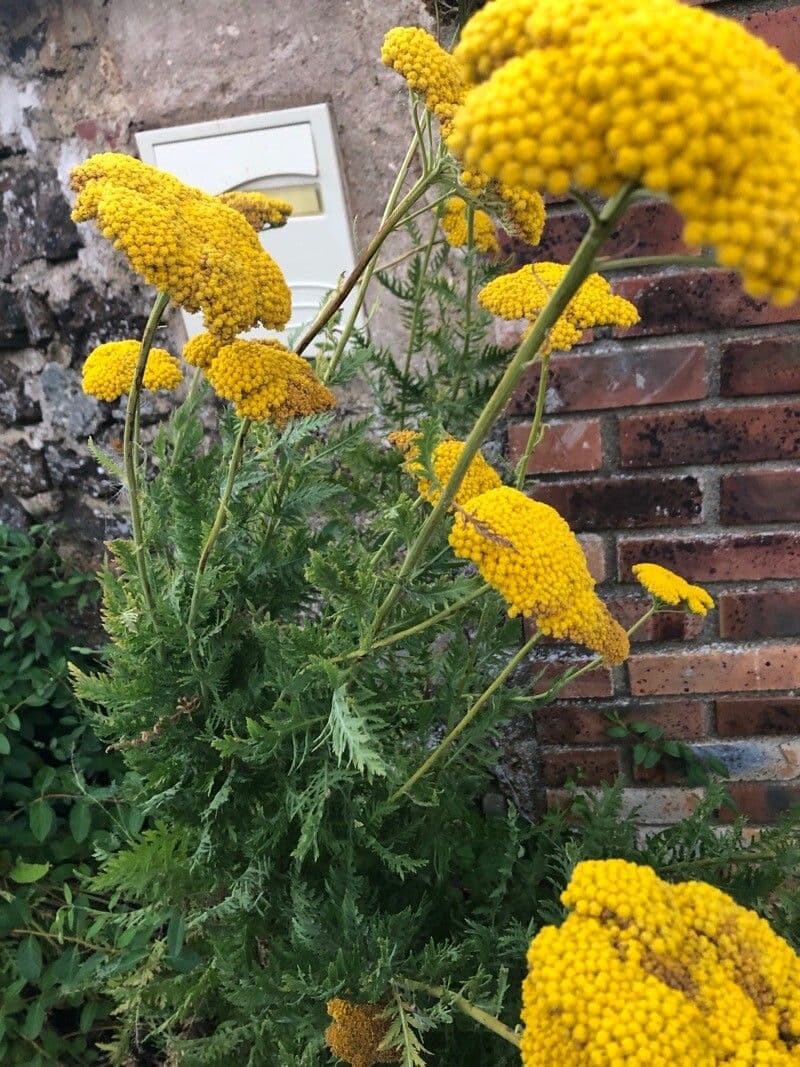 Achillea filipendula 9