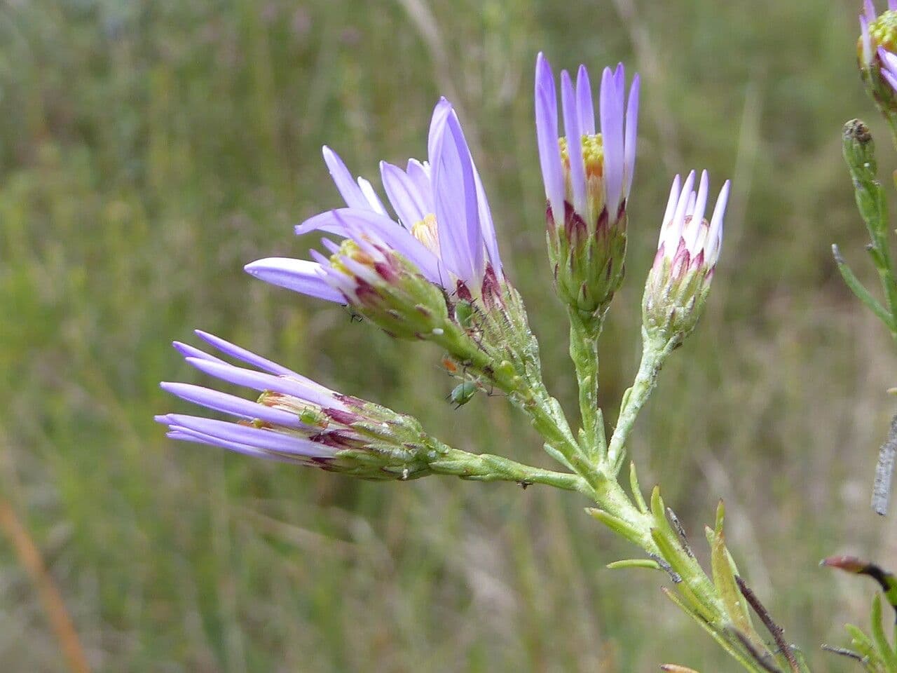 Galatella sedifolia 22