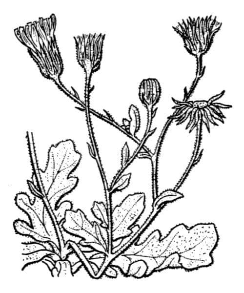 Andryala ragusina 25