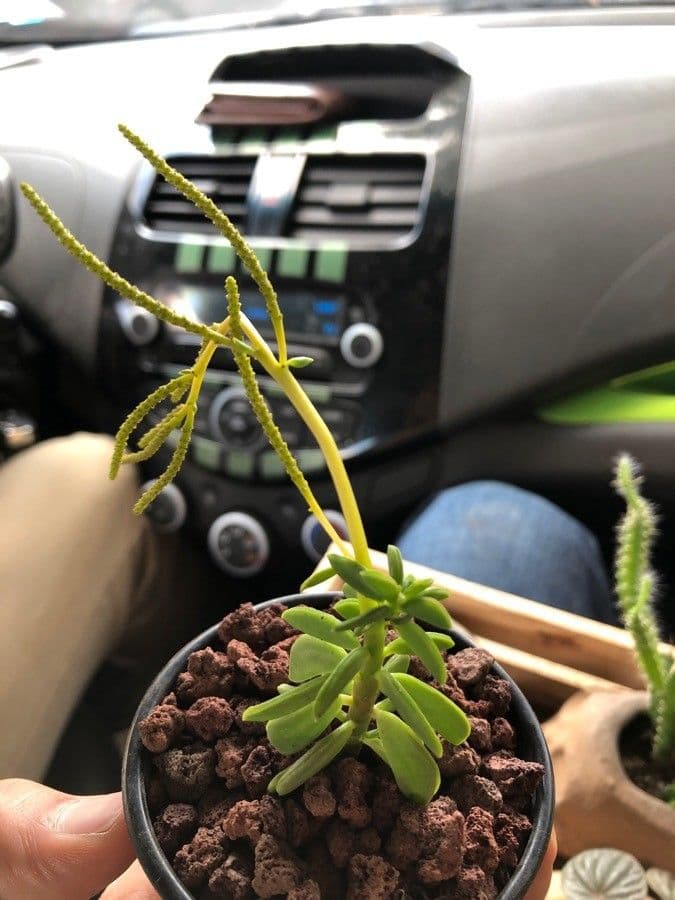 Peperomia 4