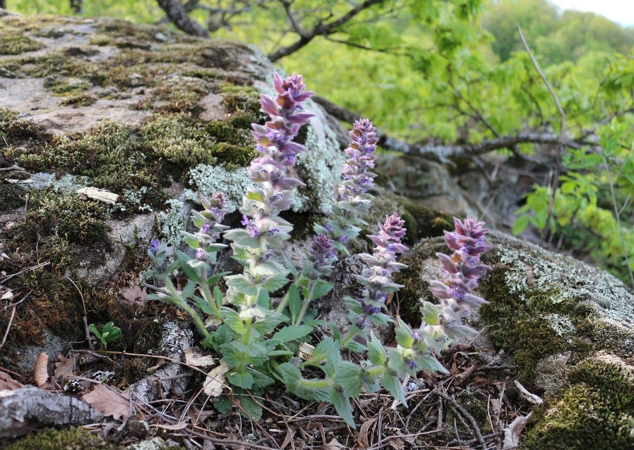 Ajuga orientalis 8