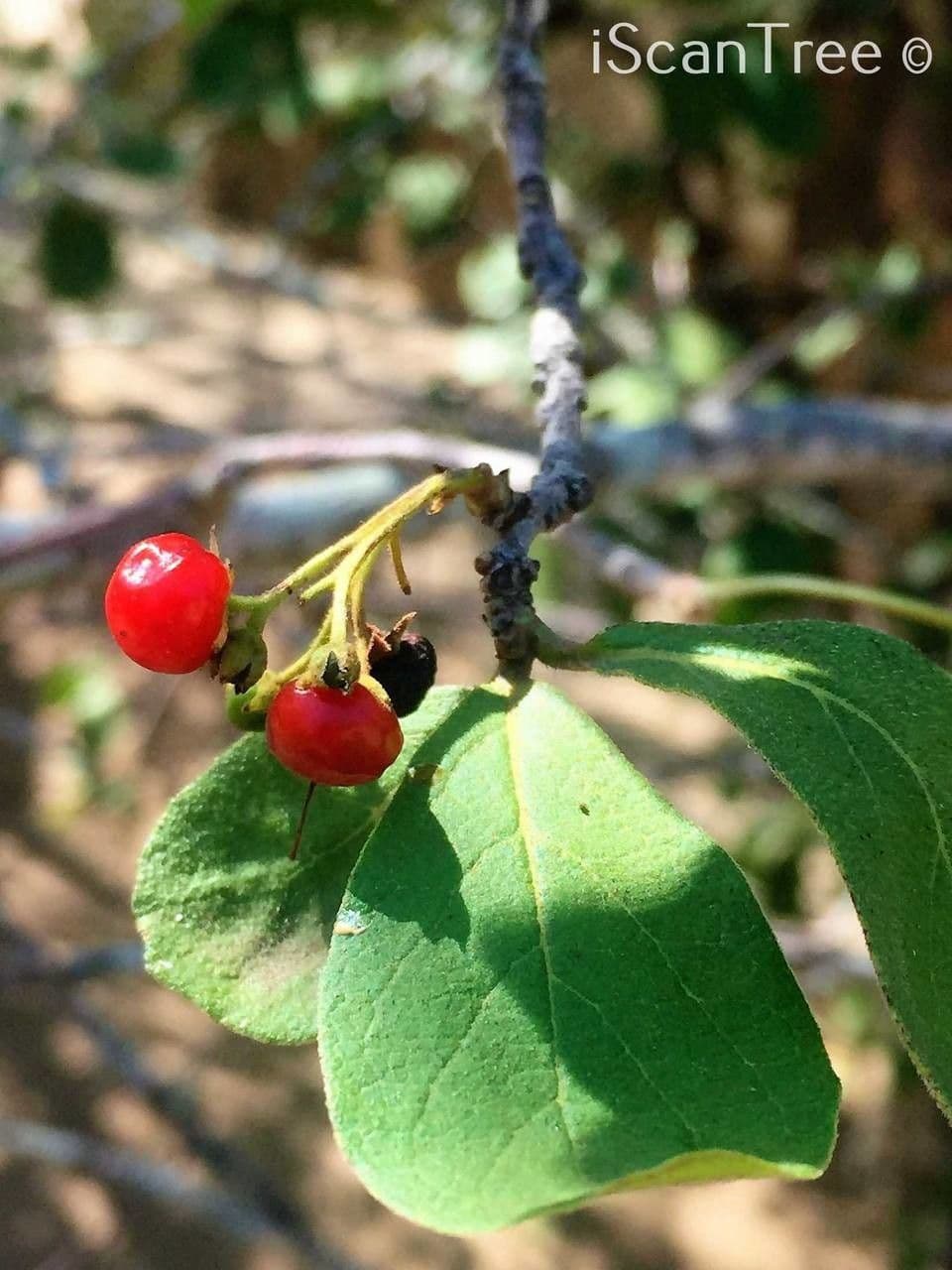 Ehretia 4