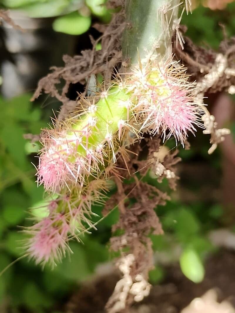 Pfeiffera 3
