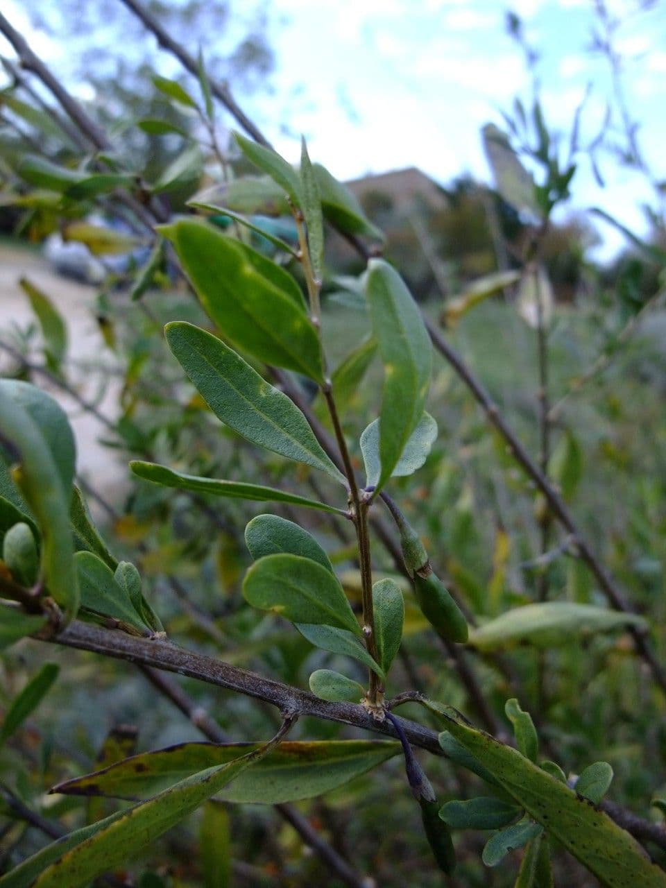 Goji 28