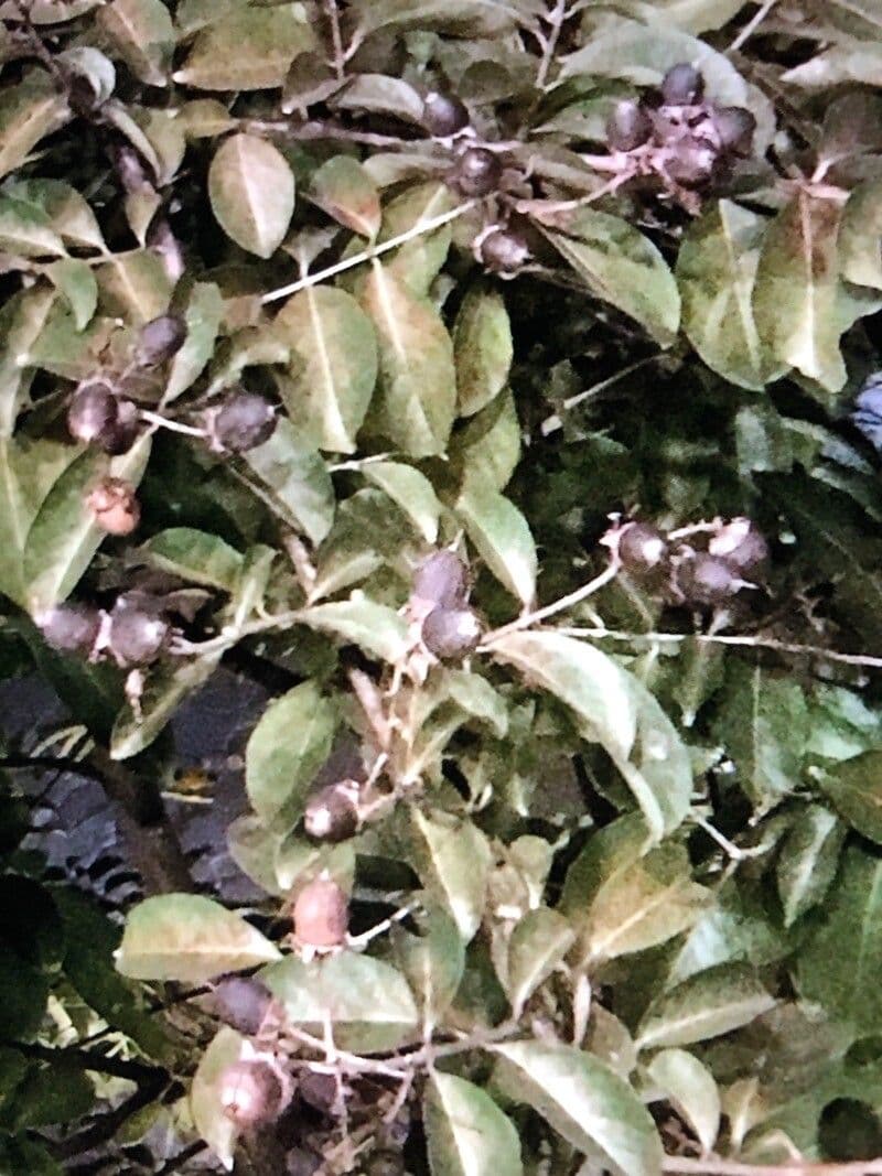Clausena anisata 2