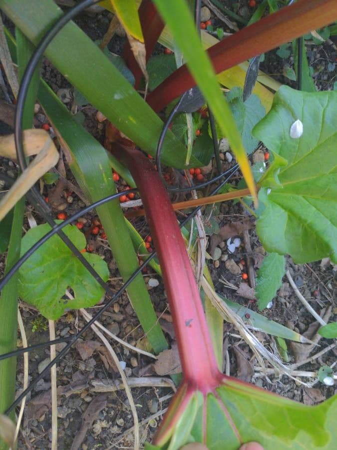 Rabarbaro da giardino 21