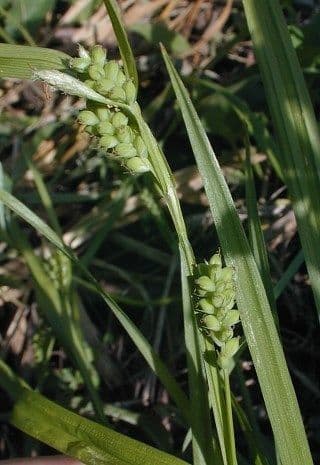 Östliche Waldsege