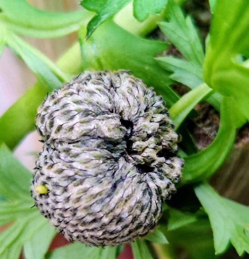 Kronen-Anemone