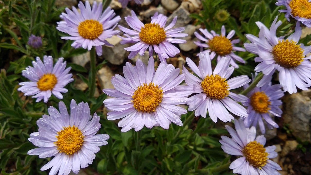 Erigeron caucasicus 2