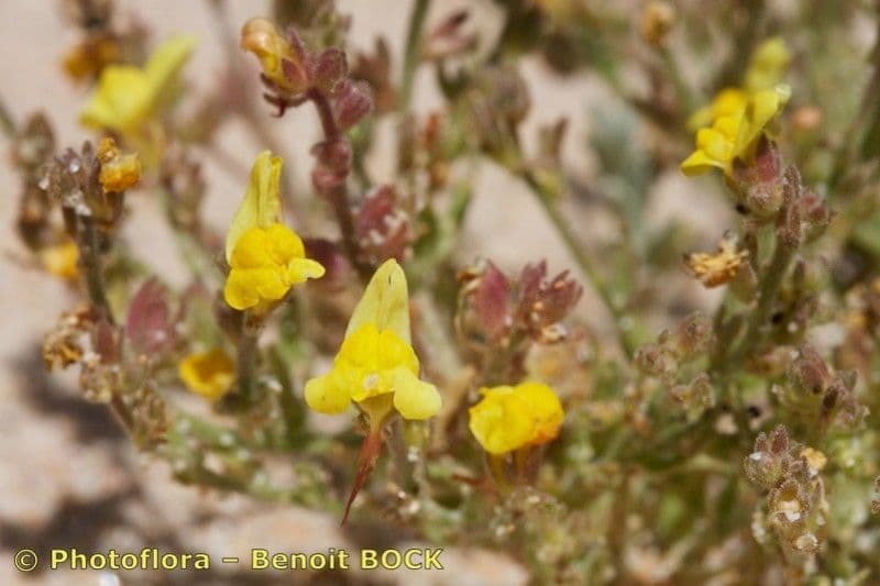 Linaria 14
