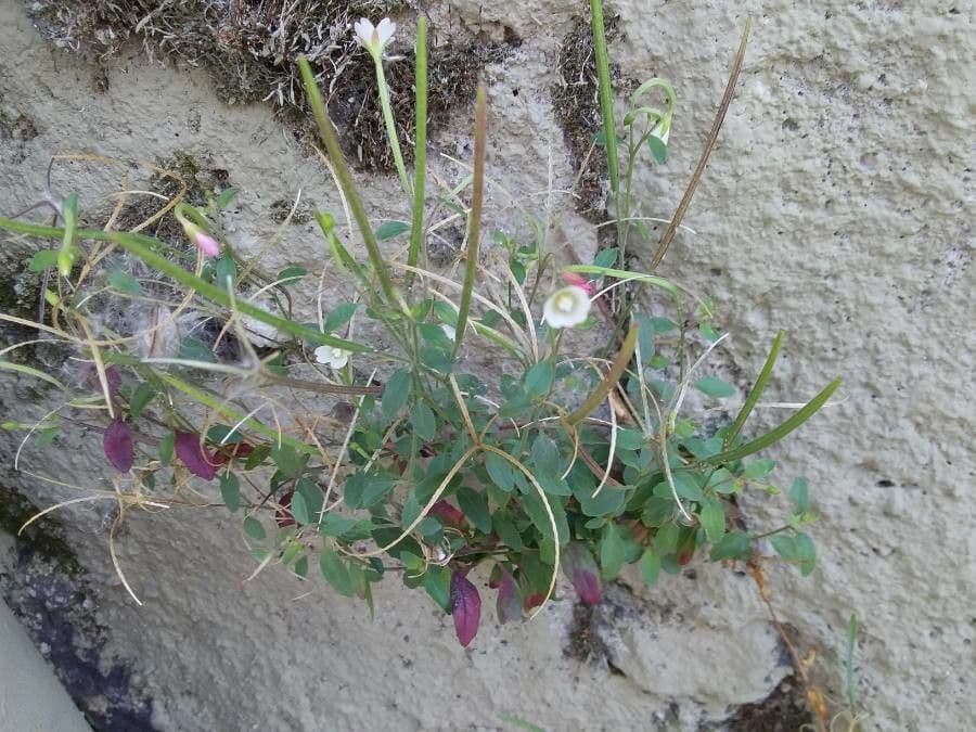 Hügel-Weiderich 6