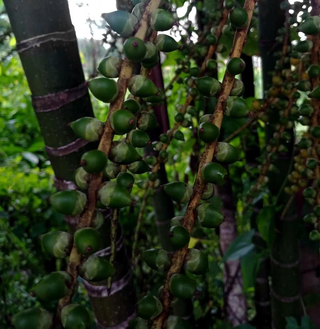 Albero cavolo 5