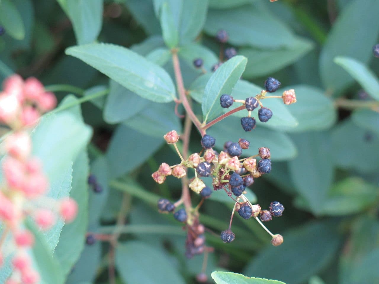 Ceanothus americký 2