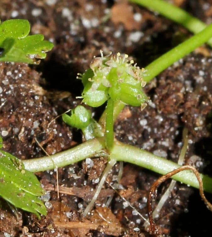 Hydrocotyle sibthorpioides 9