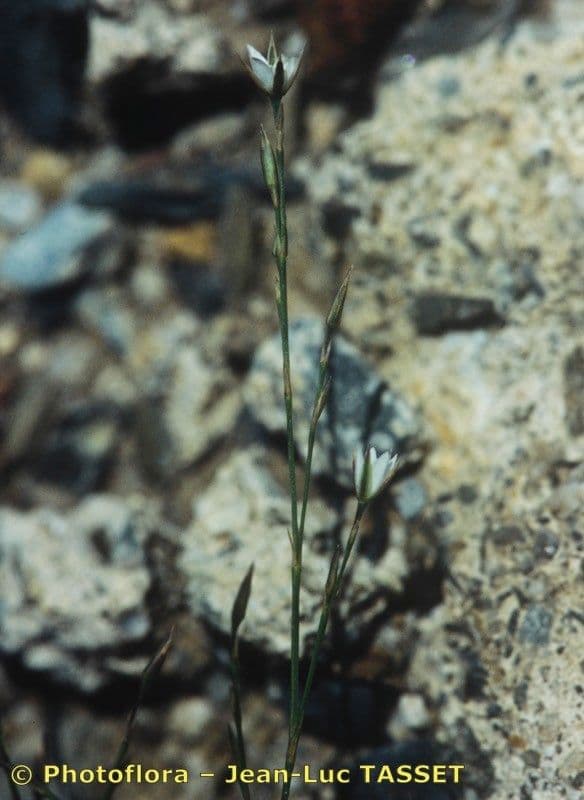 Immergrüne Bufonie 11