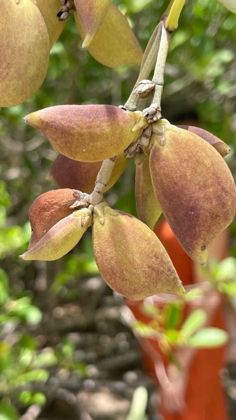 Avicennia schaueriana