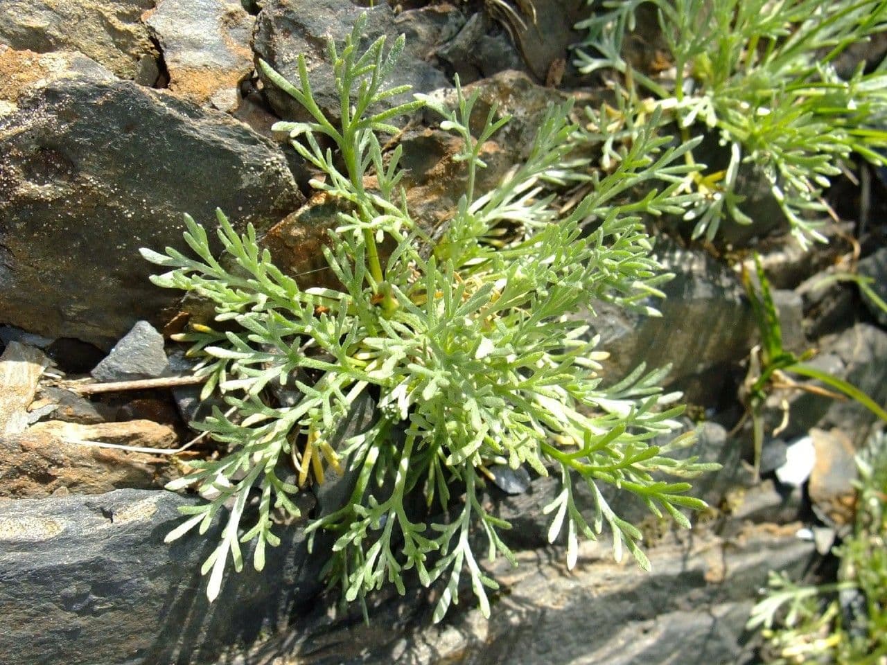 Artemisia a ombrella 11