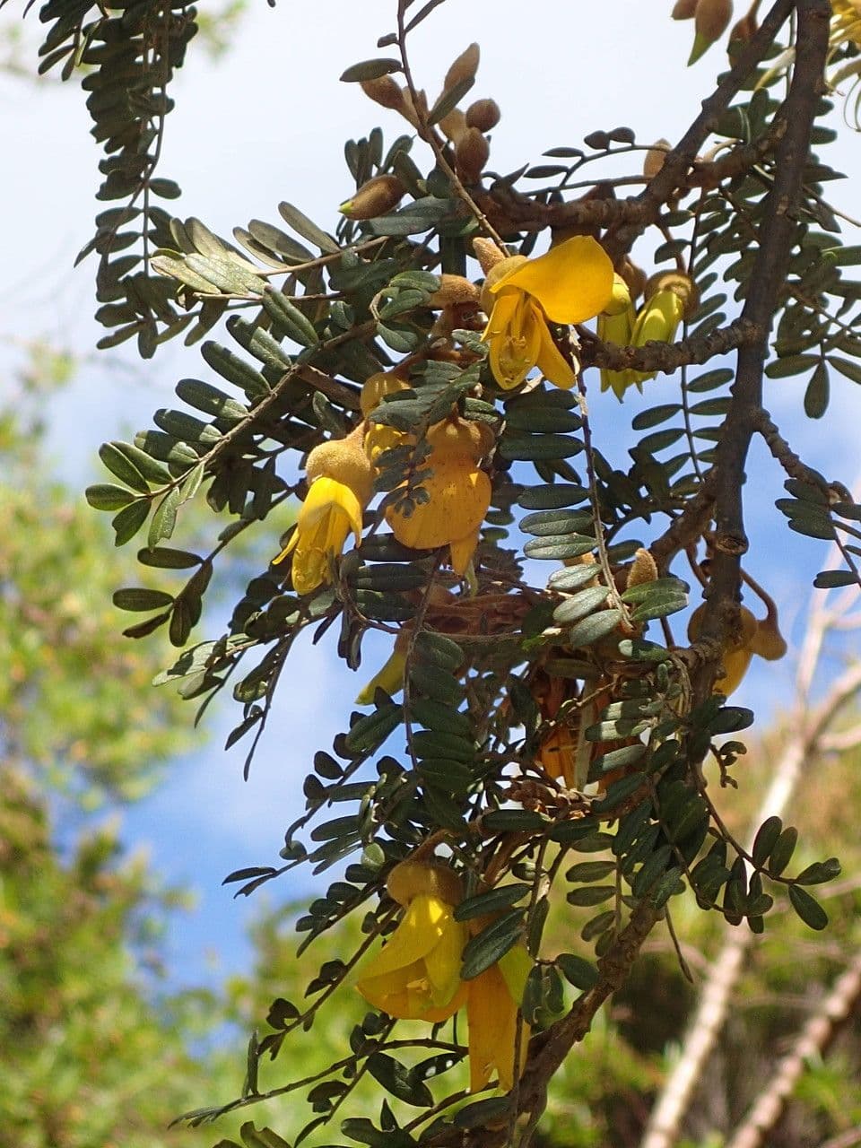 Sophora denudata 27
