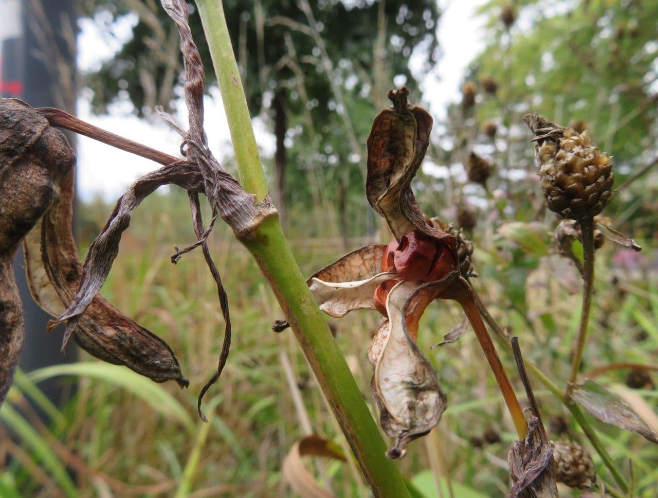 Sumpf-Schwertlilie 2