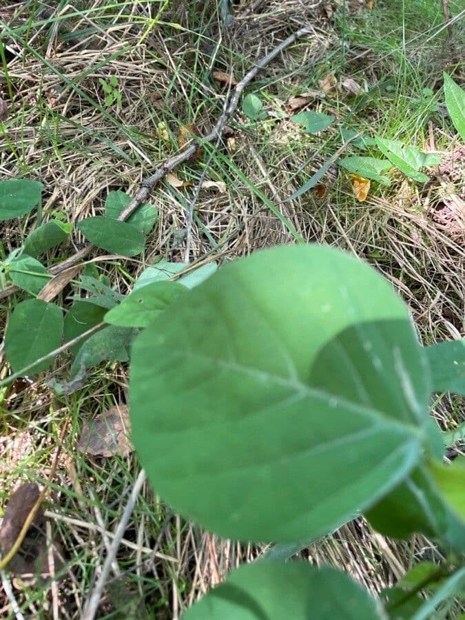 Desmodium canutro 5