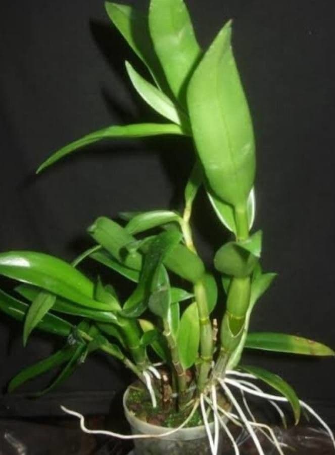 Orchidea antilope verde 6