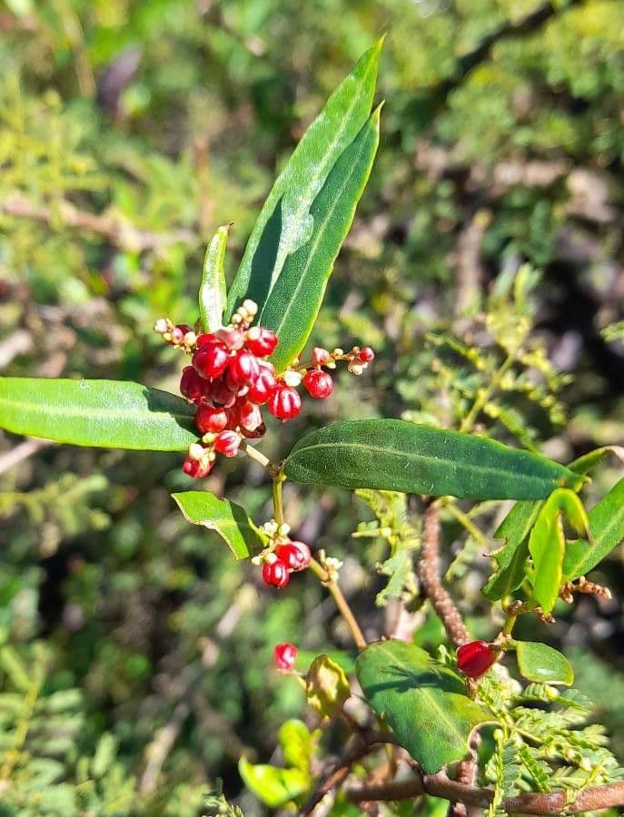 Muehlenbeckia