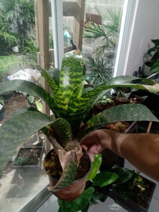 Vriesea 2