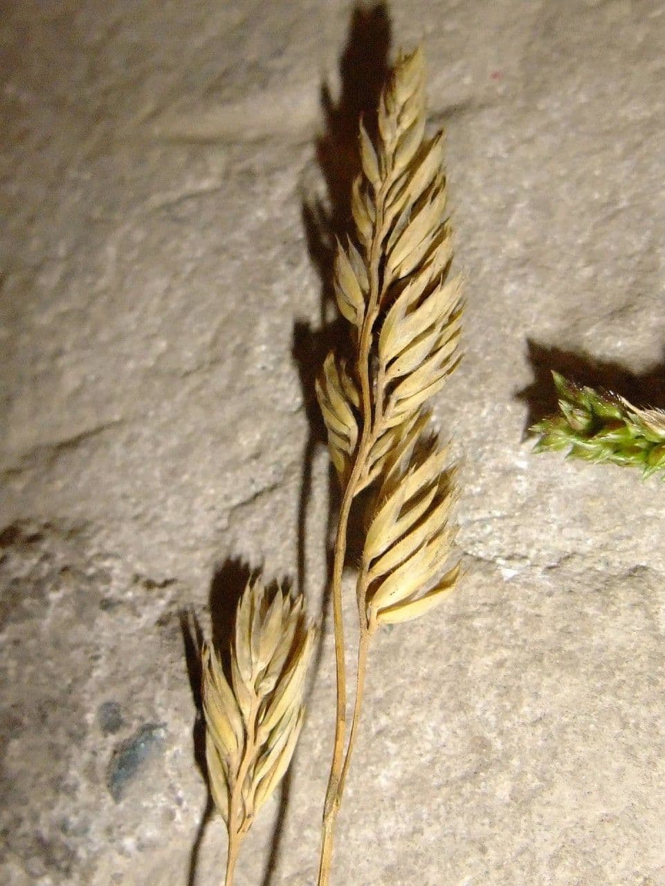 Scagliola arundinacea 4
