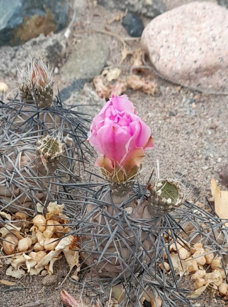 Tephrocactus 5