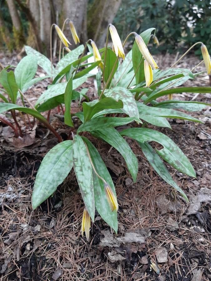 Érythrone d'Amérique 12