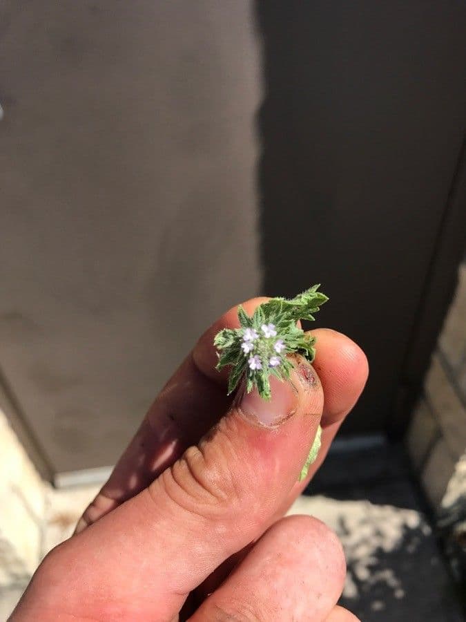 Navarretia