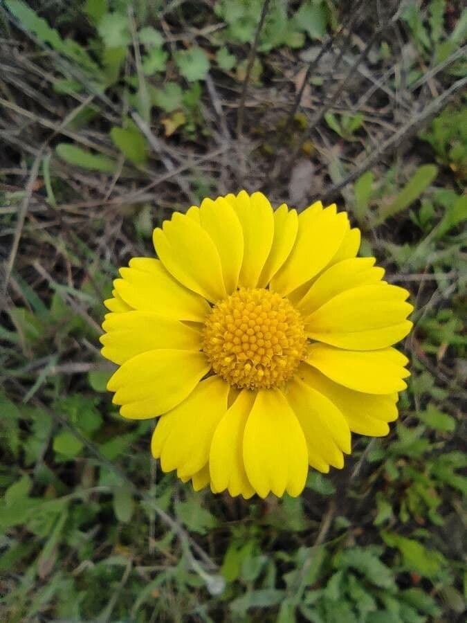 Senecio 7